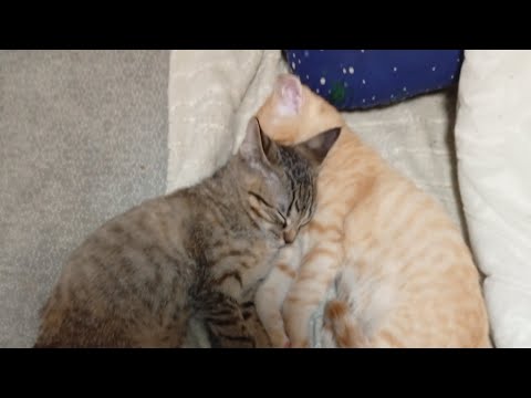 Видео: Приколи #ржака,#смешно