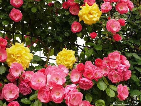 Видео: В парке Чаир. Популярная  песня  30-40-х годов.