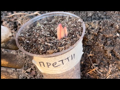 Видео: 22 апреля ЛИЛИИ из холодильника высаживаю 💚💚💚