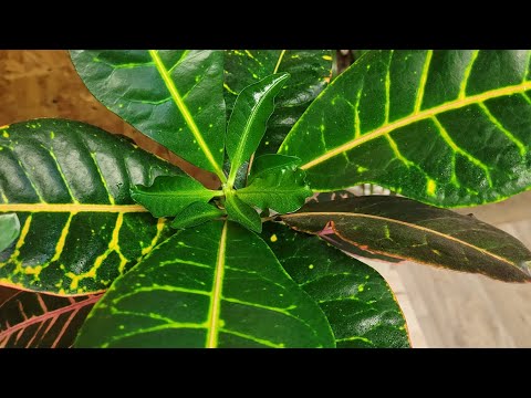 Видео: Ինչպես մշակել սենյակային ծաղիկները(фикус.кодиеум. спатифиллюм. драцена🪴🪴🪴)