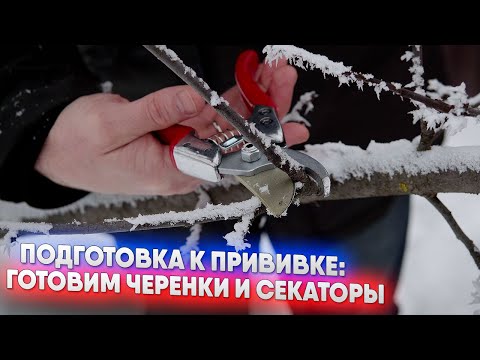 Видео: Подготовка к прививке готовим черенки и секаторы