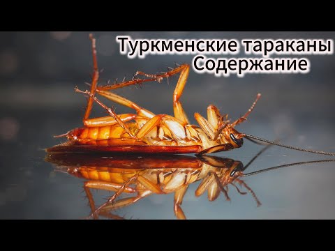 Видео: ТУРКМЕНСКИЕ ТАРАКАНЫ.  СОДЕРЖАНИЕ