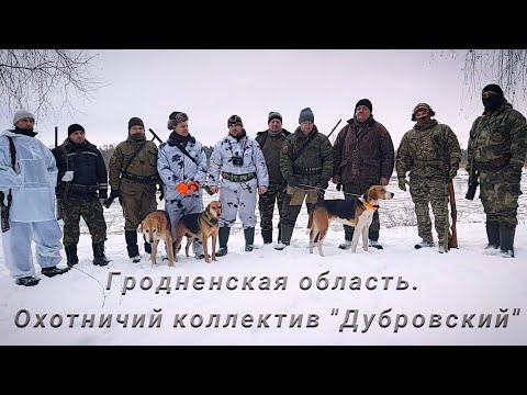 Видео: Охота с гончими 2024