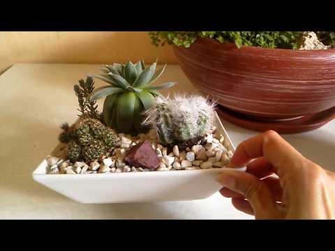 Видео: Обзор фитокомпозиций (новых и старых). Подбор ёмкостей для посадки суккулентов: кактусы в салатнице