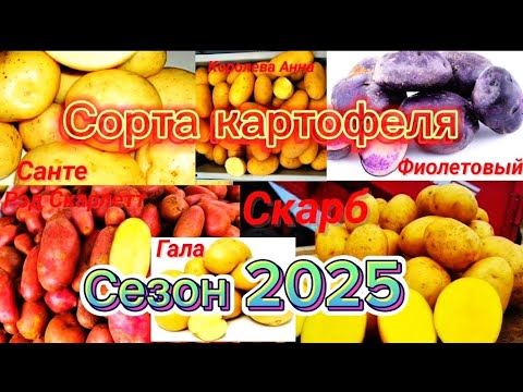 Видео: Самые лучшие сорта картофеля на сезон 2025!