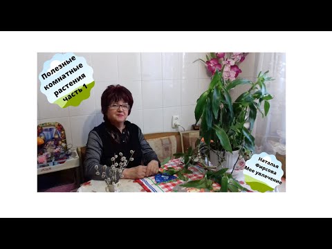 Видео: Золотой ус или Каллизия душистая  Лекартвенные растения на подоконнике Рецепты  Народная медицина