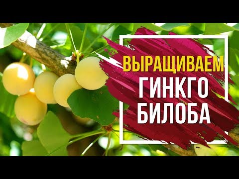 Видео: Гинкго Билоба 🌸 посадка, выращивание и уход