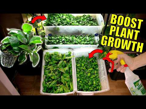 Видео: Выращивайте аквариумные растения быстрее с помощью этого простого самодельного спрея-удобрения!