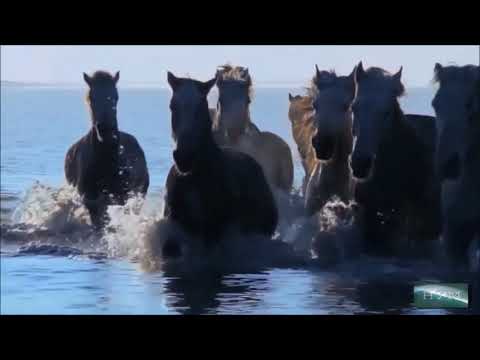 Видео: Конiл толкыны