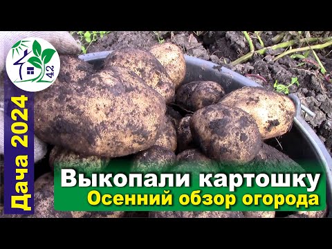 Видео: Выкопали картошку - Журавинка, Варяг, Шарвари пирошка. Осенний обзор огорода.