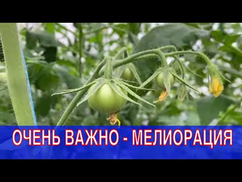 Видео: ЭТО ВАЖНЕЕ ЧЕМ ПИТАНИЕ - ЧУВСТВУЙ РИТМ ЖИЗНИ РАСТЕНИЯ