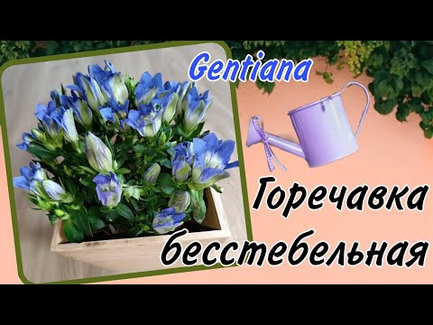 Видео: Gentiana Горечавка бесстебельная #gentiana #горечавка