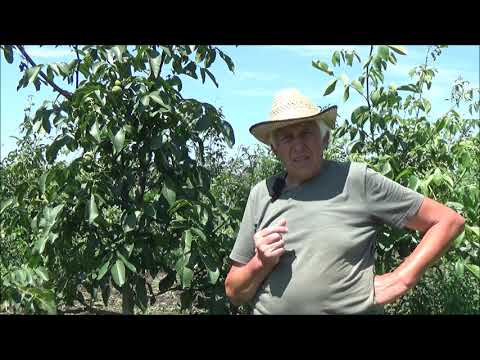 Видео: Прошу помочь разобраться в двух формах Чандлера. Июль 2020