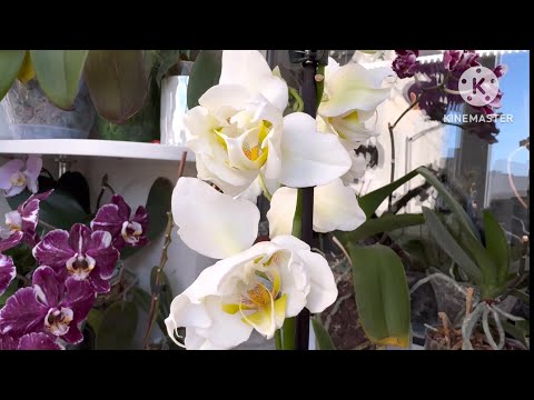 Видео: Мои новинки🌸💖🦋