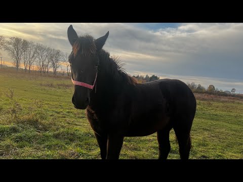 Видео: Продаж|лошичка 9 міс,по Сеньору