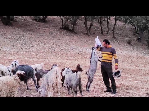 Видео: Часть 2. Кочевая миграция