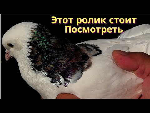 Видео: Показательный гон голубей Авакова Артура в Кисловодске!