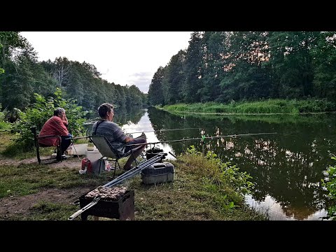 Видео: Рыбалка в Гипсе и на Костылях. Рыбалка с Ночевкой. Подлещик и Плотва на Фидер. Река Друть.