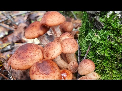 Видео: Прогулка за грибами💚🌿