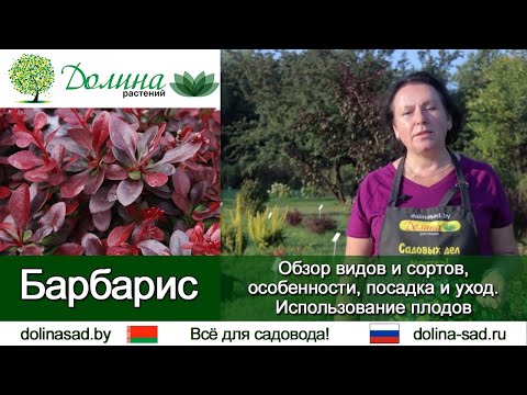 Видео: Барбарис . Как посадить барбарис, чем подкармливать и какие болезни барбариса бывают?
