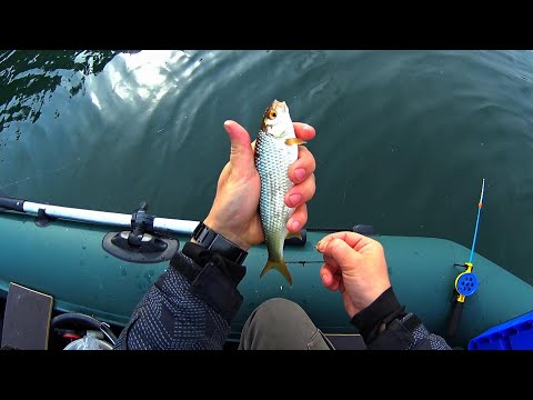 Видео: Ловлю СОРОГУ с ЛОДКИ на КОРОМЫСЛО!! Пришла осенняя пора.. готовиться к зиме!)