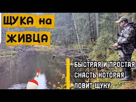 Видео: Щука на живца. Простой монтаж который ловит щуку!