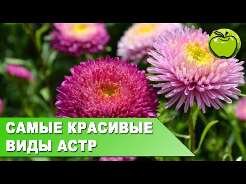 Видео: Астры -посланцы солнца. Самые красивые виды астр.