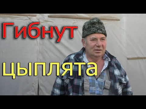 Видео: Почему погибают цыплята после покупки? | Причина гибели цыплят