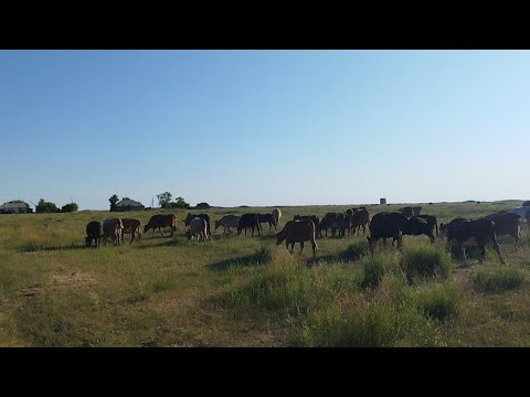 Видео: Қара мал туралы өз ой-пікірім.