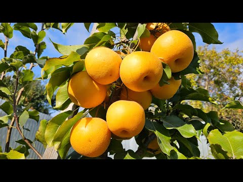 Видео: Дуже врожайний і скороплідний азіат.Сорт груші Шінко.