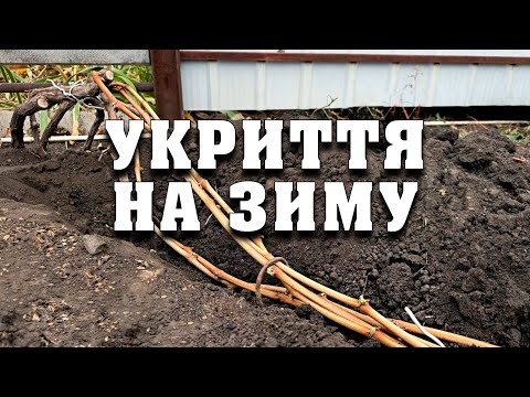 Видео: Укриття винограду на зиму