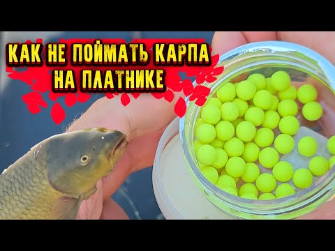 Видео: КАК не поймать КАРПА на платнике