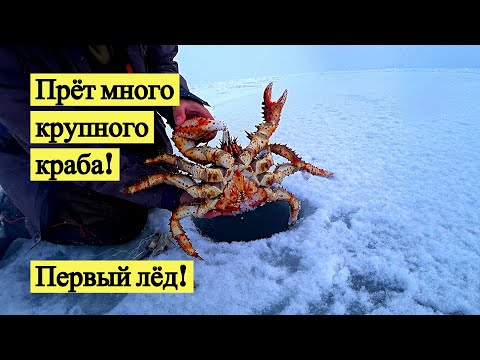 Видео: Прёт много крупного краба! Первый лёд! // Lots of big crabs. The first ice! (Eng Subs)