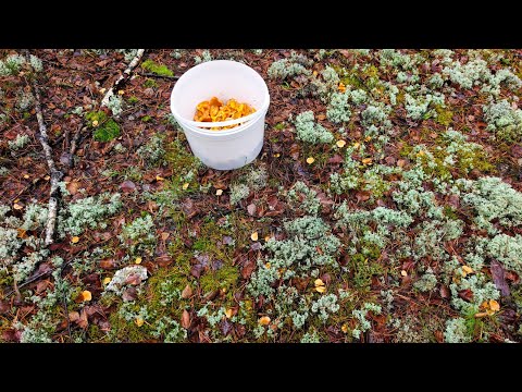 Видео: Ноябрьский лес в Марий Эл. Закрытие грибного сезона. 