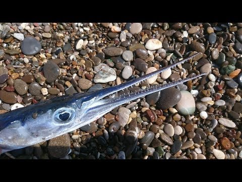 Видео: Рокфишинг в Средиземном море с Романом Петровичем