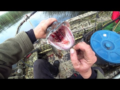 Видео: Они рвали шнур и перегрызали металлические поводки. Рыбалка в дикой Сибири.