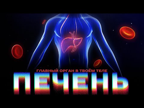Видео: Печень. Главный орган в твоём теле. Как сохранить тело до старости