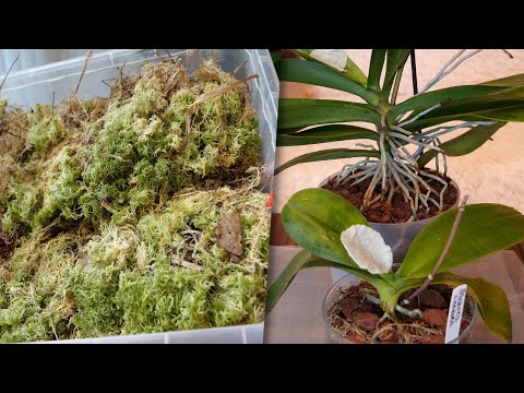 Видео: Мох и хранение | Листья орхидей покрылись пятнами Отрезаю Подробно о препарате для лечения | Сима