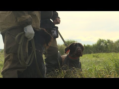 Видео: Дратхаар Ута