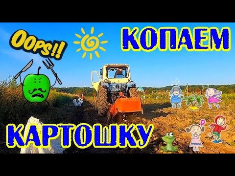 Видео: КОПАЕМ КАРТОШКУ ТРАКТОР ЮМЗ КОПАЕТ КАРТОФЕЛЬ КОПАЄМО БУЛЬБУ #vseklevo #синийтрактор #тракторбеларус