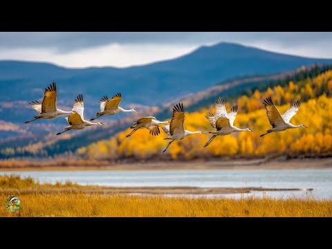 Видео: Осень - В подворотне осень с ветром танцевала. Невероятно красивая осенняя мелодия #relaxing