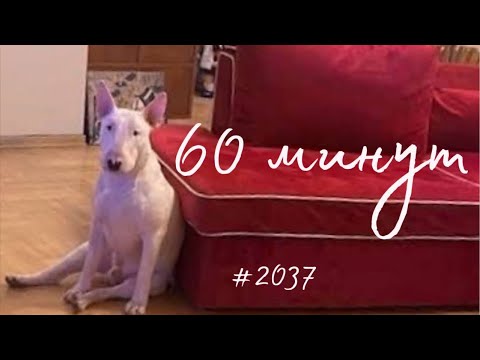 Видео: РУСЯ IN AMERiCA. в прямом эфире!