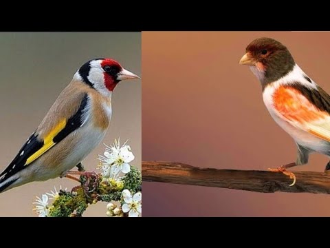 Видео: 26.Yanvar.Чорсув канарека йовойи бозори. Layiki ayamimiz Radnoʻyla