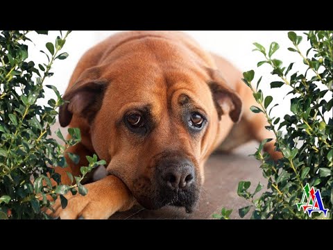 Видео: СПАСИТЕ БУБЛИКА 1. «Прочь! Пошла прочь, грязная псина!» - некоторые бросают в него камнем или палкой