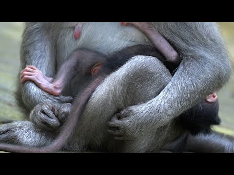 Видео: Бедный ребенок, мама мешает ребенку получить молоко.