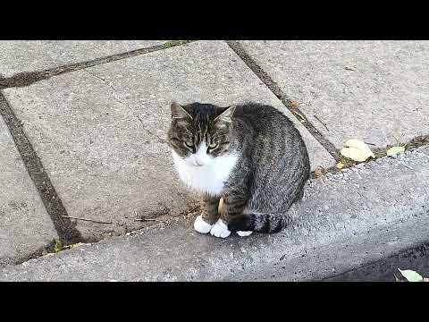 Видео: Відеоспостереження за котиком.