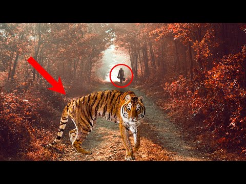 Видео: Истощенная тигрица ревела как белуга, моля охотника поделиться с ней пищей