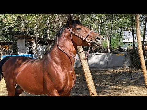 Видео: Улагы Күчтүү Вулкан Саяпкерде 2 жыл Куу Казыкта💥