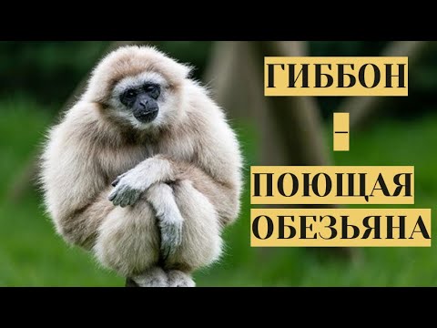 Видео: РАССКАЗ О ЧЕЛОВЕКООБРАЗНЫХ ОБЕЗЬЯНАХ! Гиббон -  поющая  обезьяна.  Семейный канал