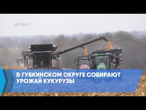 Видео: В Губкинском округе собирают урожай кукурузы
